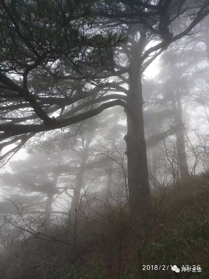 蘑菇视频下载安装入口地板黄山之旅